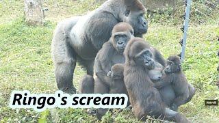 Gorilla D'jeeco family ran over when  Ringo had big scream / 當小大猩猩Ringo尖叫 全家人都衝過來