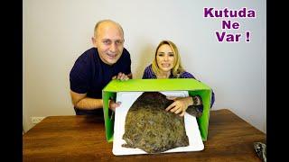 En Eğlenceli Kutuda Ne Var Challenge! Kalkan Kedi Kaktüs Vs.. Komik Video