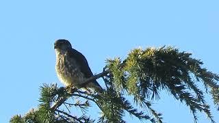 2025 Merlin Falcon (Preening) Kent Wa 2883-164