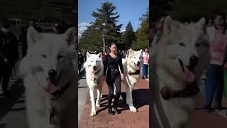 My Direwolves love the Seawall  #direwolves #wolf #wolves #pets #pet #dogs #dog #fyp #foryou