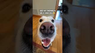 Just Checking To See If I Went Viral #funnydogs