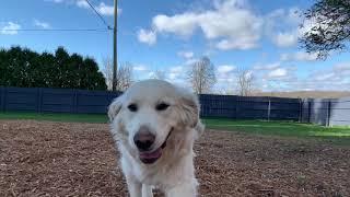 Ask the Pool Guy's Pool Dogs: Briggs is always the life of the party!