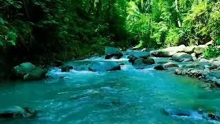 Birds singing, forest ambience, mountain waterfall, water sounds, ASMR