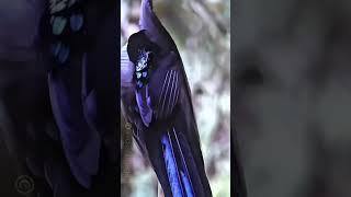 Black Sickle Billed Windbird