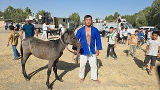 QASHQADARYO VILOYATI CHIROQCHI TUMANI DODIQ QISHLOG'IDA KATTA KURASH 09.15.2024 YIL