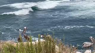 Beautiful La Jolla CA ‍️ #lajolla #california #ocean #oceanlife