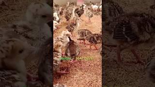 টার্কি মুরগির বাচ্চা, Turkey chicks, #Short #ShaktiSafalata