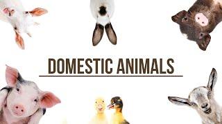 Domestic animals and their sounds!