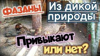 Вольер с фазанами из дикой природы. Как содержать фазанов в домашних условиях