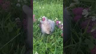 Meet Almond! | Adorable Lionhead Bunny