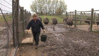 Ostrich Farmer Helen Wall, Alden, Iowa