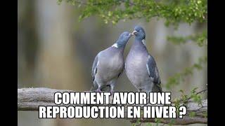 Comment faire reproduire ses pigeons en hiver?