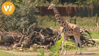 Giraffe | Unsere Tierwelt (Kurze Tierdokumentation)