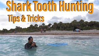 How to Find Thousands of Fossilized Shark Teeth. Shark Tooth Hunting Sifting. Venice Caspersen Beach