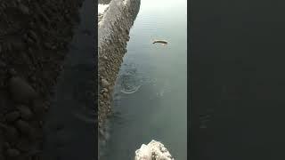 eel hunting at River indus #hunting #shots #viral