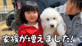 【祝】我が家に新しい家族をお迎えしました！｜グレートピレニーズ&オールドイングリッシュシープドッグ&トイプードル