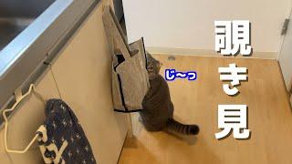 腹が減りすぎてこっそりご飯を狙う猫がこちらです笑