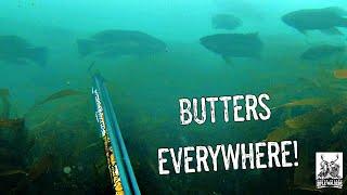 Butterfish Boil-up?! | Kaikoura Spearfishing 2020 | HUGE pod of Dusky Dolphins