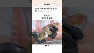 술안주 1티어 갑오징어 회