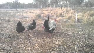 GALLOS Y GALLINAS SILVER LANCED WYANDOTTE LINEA AMERICANA