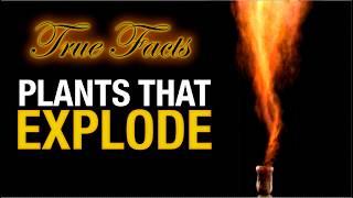 True Facts: Plants That Explode