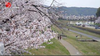 日本旅遊 岡山城 岡山後樂園 賞櫻景點