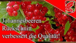 Johannisbeeren schneiden verbessert die Ernte