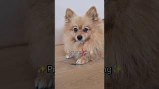 Puppy's reaction to compliment  #shorts #dog #pomeranian