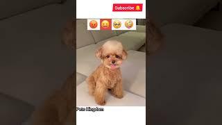 His Cute Reaction  || Pets Kingdom || #shorts #dog