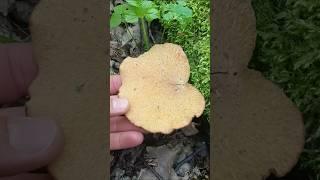 Гриб Трутовик тонкоголовый или черноногий полипор  Cerioporus leptocephalus #шортс #mushroom #fungi