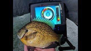 Coaxing the Mid Winter Bluegill Ice Fishing Bite