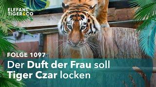 Den Tiger aus der Reserve locken (Folge 1097) | Elefant, Tiger & Co. | MDR