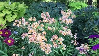 INCA ICE™ Alstroemeria | www.gardencrossings.com