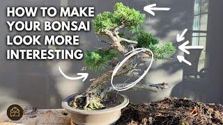 Bonsai Techniques: Adding Vignettes to Enhance Your Bonsai Design