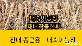 잔대.으뜸백도라지.더덕 재배현황 대숙이농장 010 2979 1175