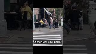 A man walks his parrot / Un hombre pasea a su loro