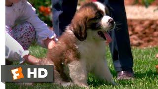 Beethoven (1992) - Big Puppy, Big Dog Scene (3/10) | Movieclips