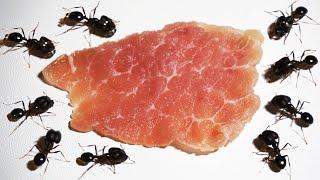 Ants Vs Meat Timelapse - Ants Eating Timelapse