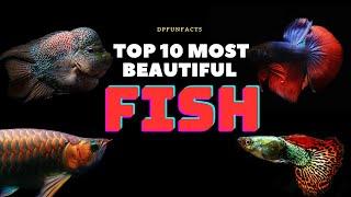 Top 10 Most Beautiful Freshwater Fish Species | DPFunFacts #DPFunFacts