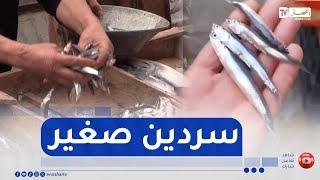 مجتمع: سمك السردين صغير الحجم بالأسواق.. المواطنون يتذمرون