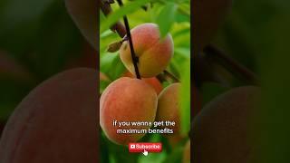Why Eating One Peach a Day Can Change Your Life!" #PeachBenefits