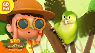 Can you spot the RARE Birds?!  | Active Birds | Leo the Wildlife Ranger | Kids Cartoon