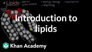 Introduction to lipids | High school biology | Khan Academy