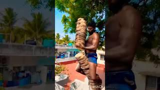 Tree#cutteraravind#toptrendingvodes#kanyakumari8248851253