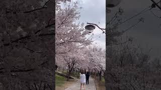 정다율TV 용현동 용정공원 벚꽃구경