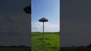 housemartin tower delichon urbicum, huiszwaluwtil hirondelle de fenêtre, mehlschwalben schwalbenhaus