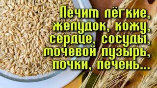 ЛЕЧИТ ЖЕЛУДОК, КИШЕЧНИК, ПЕЧЕНЬ, ЛЁГКИЕ, ПОЧКИ, МОЧЕВОЙ ПУЗЫРЬ, КОЖУ...