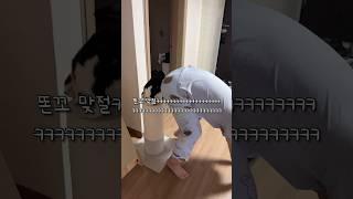만우절 기념 업보청산하는 고양이 #shortvideo #shots #고양이 #시트콤 #만우절