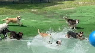 Chaos erupted at the dam as the Swiss Ball  became the focal point of an impromptu doggy Olympics!