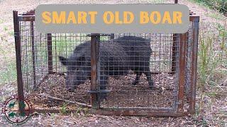 Smart old boar - Southeast Qld